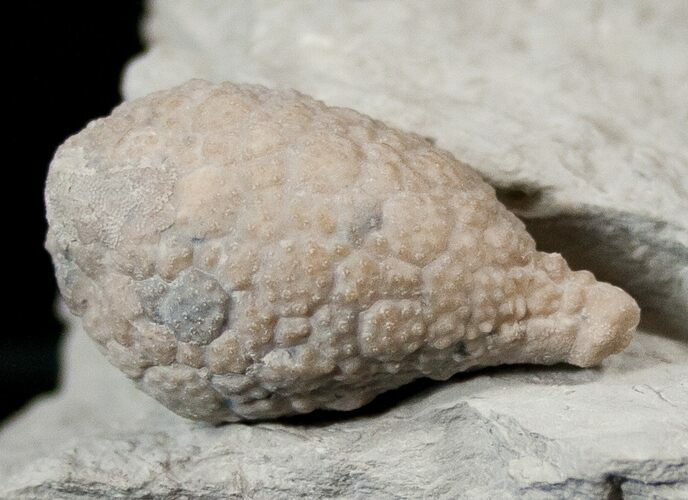 Detailed Cystoid (Holocystites) Fossil - Indiana #17272